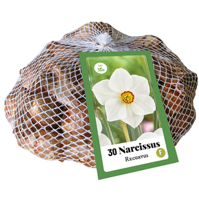 30ks NARCISY RECURVUS
